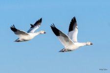 SnowGeese-302.jpg