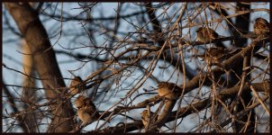 DSC_0187 -sparrows in tree +SM Sparrows at 40 below-0001.jpg
