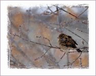 DSC_0043 -1 sparrow in the snow +sparrow snow shot -0001.jpg