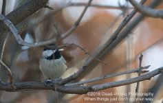 Chicadee N500_3012.jpg