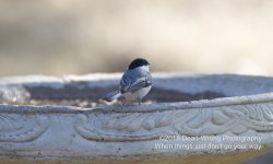 chickadee N500_2974.jpg