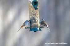 Chipping Sparrows N500_2856.jpg