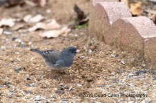 Junco N500_2762.jpg