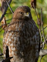 Hawk6.jpg