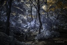 1-17-18 Arbor IR   6_01.jpg