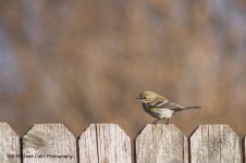 Yellow Rumped Warbler N500_3510.jpg