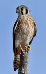 ROY_5095.JPG
