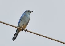 ROY_5116.JPG