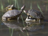 Turtle2.jpg