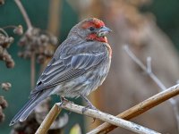 Finch.jpg