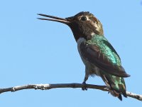 Hummer11.jpg