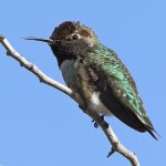 Hummer15.jpg