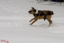 Jersy Girl in Snow-3372.jpg