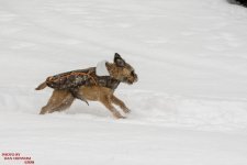 Jersy Girl in Snow-3383.jpg