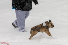 Jersy Girl in Snow-3395.jpg