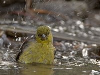 Goldfinch3.jpg