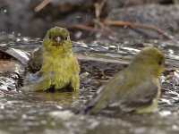 Goldfinch8.jpg
