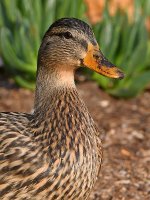 Mallard.jpg