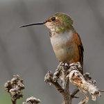 Hummer2.jpg