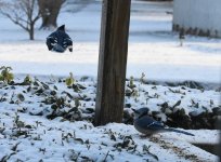 bottom BlueJay.jpg