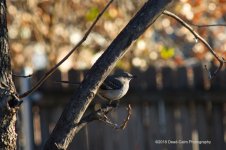 mockingbird N500_3611.jpg