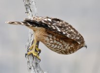 ROY_5199.JPG
