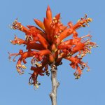 OrangeCactus.jpg