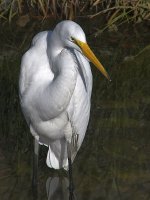 Egret5.jpg