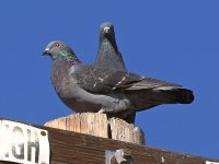 Pidgen3.jpg