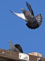 Pidgen.jpg