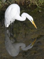 Egret2.jpg