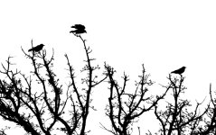 crows N500_3720.jpg