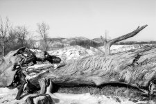 BWLandscape-300.jpg