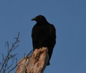 Buzzard 2.jpg
