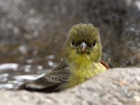 Goldfinch.jpg