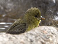 Goldfinch3.jpg