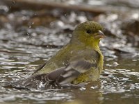Goldfinch6.jpg