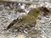 Goldfinch7.jpg