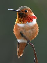 Hummer9.jpg