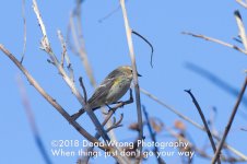 Almost Warbler N500_3754.jpg