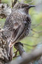 2018-01-03 16 Varied Sitella.jpg 2018-01-03 16 Varied Sitella.jpg