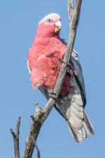 2018-01-04 03 Galah.jpg 2018-01-04 03 Galah.jpg