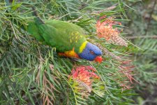 2018-01-11 23 Rainbow Lorikeet.jpg 2018-01-11 23 Rainbow Lorikeet.jpg