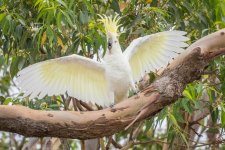 2018-01-11 31 Cockatoo.jpg 2018-01-11 31 Cockatoo.jpg