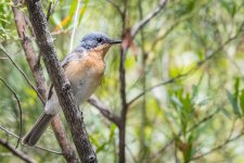 2018-01-13 13 Leaden Flycatcher.jpg 2018-01-13 13 Leaden Flycatcher.jpg