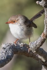 2018-01-14 12 Superb Wren.jpg 2018-01-14 12 Superb Wren.jpg
