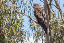 2018-01-14 06 Whistling Kite.jpg 2018-01-14 06 Whistling Kite.jpg