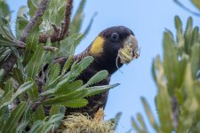 2018-01-15 12 Yellow-tailed Black Cockatoo.jpg 2018-01-15 12 Yellow-tailed Black Cockatoo.jpg