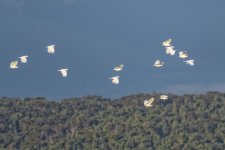 2018-01-15 35 Cockatoos in Flight.jpg