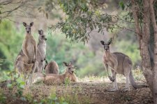 2017-12-30 05 Kangaroos.jpg